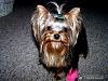 Does your yorkie "smile"?-dolly-20xmas-2006-204.jpg