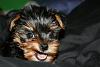 Does your yorkie "smile"?-img_1912.jpg