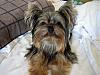 Does your yorkie "smile"?-img_0165_edited.jpg