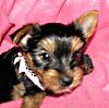 Update and new pics of Puddin'-021409-puddin-03-2.jpg