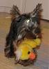 whats your furbaby's favorite toy?-g-8-07-21-rszd.jpg