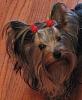 Yorkie/small dog play groups in Plano/Dallas,TX-5.jpg