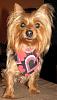 Yorkie/small dog play groups in Plano/Dallas,TX-1-.jpg