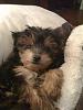 Yorkie Mix (With What?)-small_042.jpg