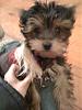 Yorkie Mix (With What?)-small_048.jpg