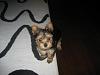 Have taken in a very young puppy...-pookie-website-2.jpg