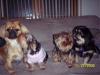 all in one !!-all4puppies.jpg