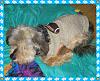 Yorkie train needed from Southern IN to Chicago IL!-img_0424.jpg