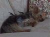 Does anyone else have a long yorkie?-img00131.jpg