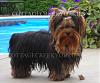 Full grown tea cup yorkie-spanky-one-yrwm.jpg