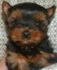 Yorkie Comparison - All opinions wanted!-boomerlittermate.jpg