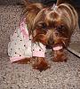 Full grown tea cup yorkie-chloe-her-pjs-post.jpg