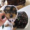 Puddin' is 9 weeks - pics in her new dress-img_0178.jpg
