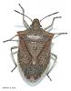 Stink Bugs-brown_stink_bug_adult.jpg