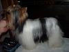 Rare colored yorkies?-002resized.jpg