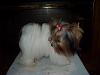 Rare colored yorkies?-005resized.jpg
