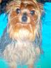 Hello just wanted to introduce myself and my yorkies-priscillaservice-033.jpg