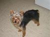 Yorkie or mix???-t4n2c4t1djiil7nuje-1-.jpg