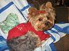 For those who dress your yorkies...-img_3643.jpg