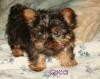 Yorkie Comparison - All opinions wanted!-gucci-4.jpg