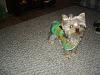 Was just browsing the infamous yourpup.com-dasi1.jpg