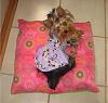 How to make a perfect dog dress bow?-shoot1-monkeydressandtoy_20.jpg