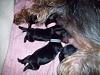 Here they are! Mika's newborns!!!-mika_newborn_t_400_2.jpg