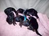 Here they are! Mika's newborns!!!-mika_newborn_t_400.jpg