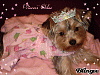 My Furbutt won a contest!!!-271332283_960913.gif