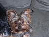 My dog is MEAN!!!-dexter-1-year-5-months.jpg