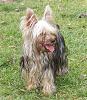 Three Different Types of Yorkies??!?!?!-dscf3240em.jpg