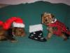 Christmas Pictures!!!!-tucker-rusty-xmas-002.jpg