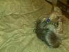Crazy puppy!-mail.jpeg