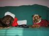 Christmas Pictures!!!!-tucker-rusty-xmas-009.jpg