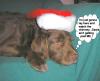 Christmas Pictures!!!!-tucker-rusty-xmas-008-text.jpg