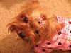Where can I get good quality dog bows?-new-129.jpg