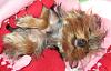 Do all Yorkies sleep with their tongues out?-001.jpg