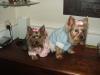 Smallest size baby coats!-jasjes1.jpg