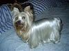 Platinum Yorkie?-yap-yap.jpg