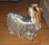 Platinum Yorkie?-2.jpg