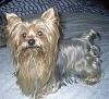 Platinum Yorkie?-shorty2.jpg