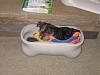 12 babies - Largest Yorkie Litter???-fall2008-zipper-053.jpg