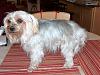 Platinum Yorkie?-maggie1.jpg