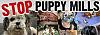 the true about puppy trade industry or how to buy a puppy-stoppuppymills.jpg