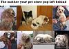 the true about puppy trade industry or how to buy a puppy-l_49c8f61a1959434ea7ecfd4b67d526d1.jpg