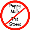 the true about puppy trade industry or how to buy a puppy-110259348_m.gif