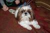 Look what I rescued tonight....-shih-tzu-002.jpg