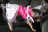 dressing dogs-dress2.jpg