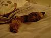 Does your dog make their bed before laying down?-chip-undercover.jpg