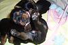 Mika's puppies updates-tabatha_17_days_300.jpg